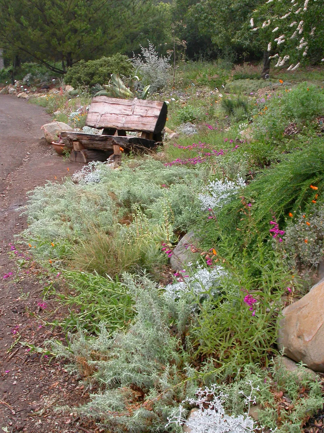 Bench at Dudleya Display
