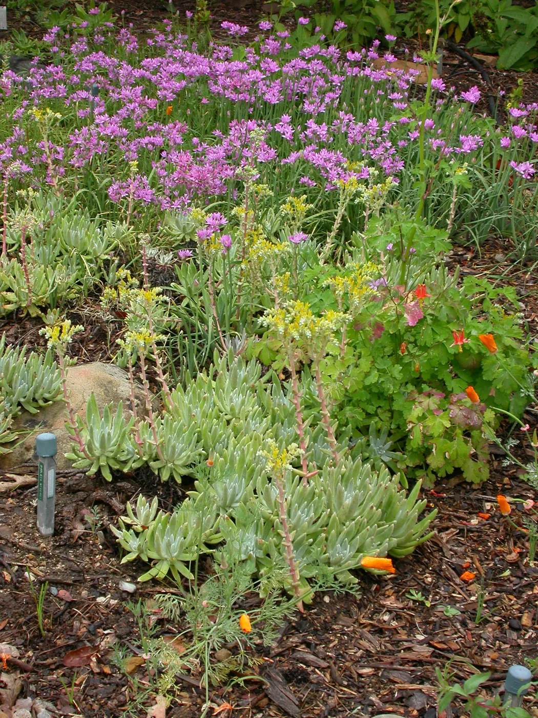 Dudleya caespitosa with Allium unifolium