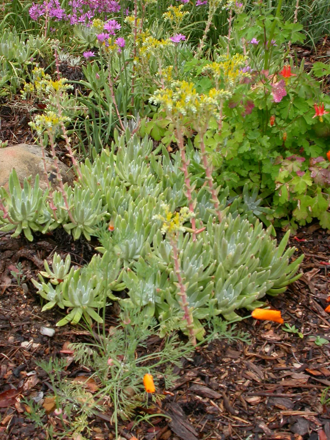 Dudleya caespitosa