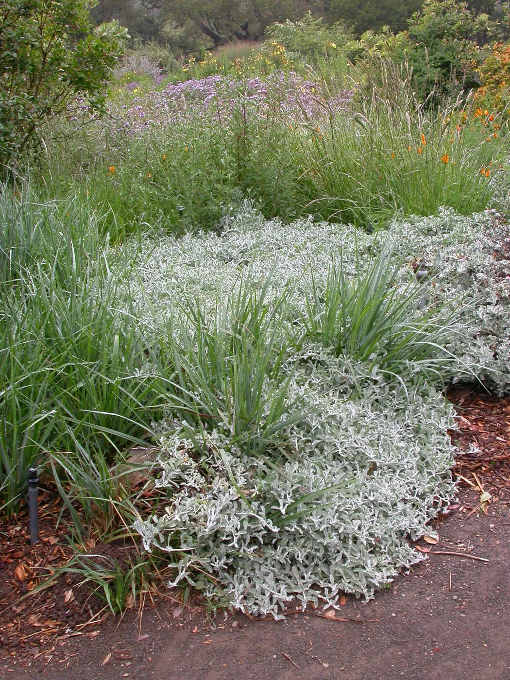 Lessingia filaginifolia