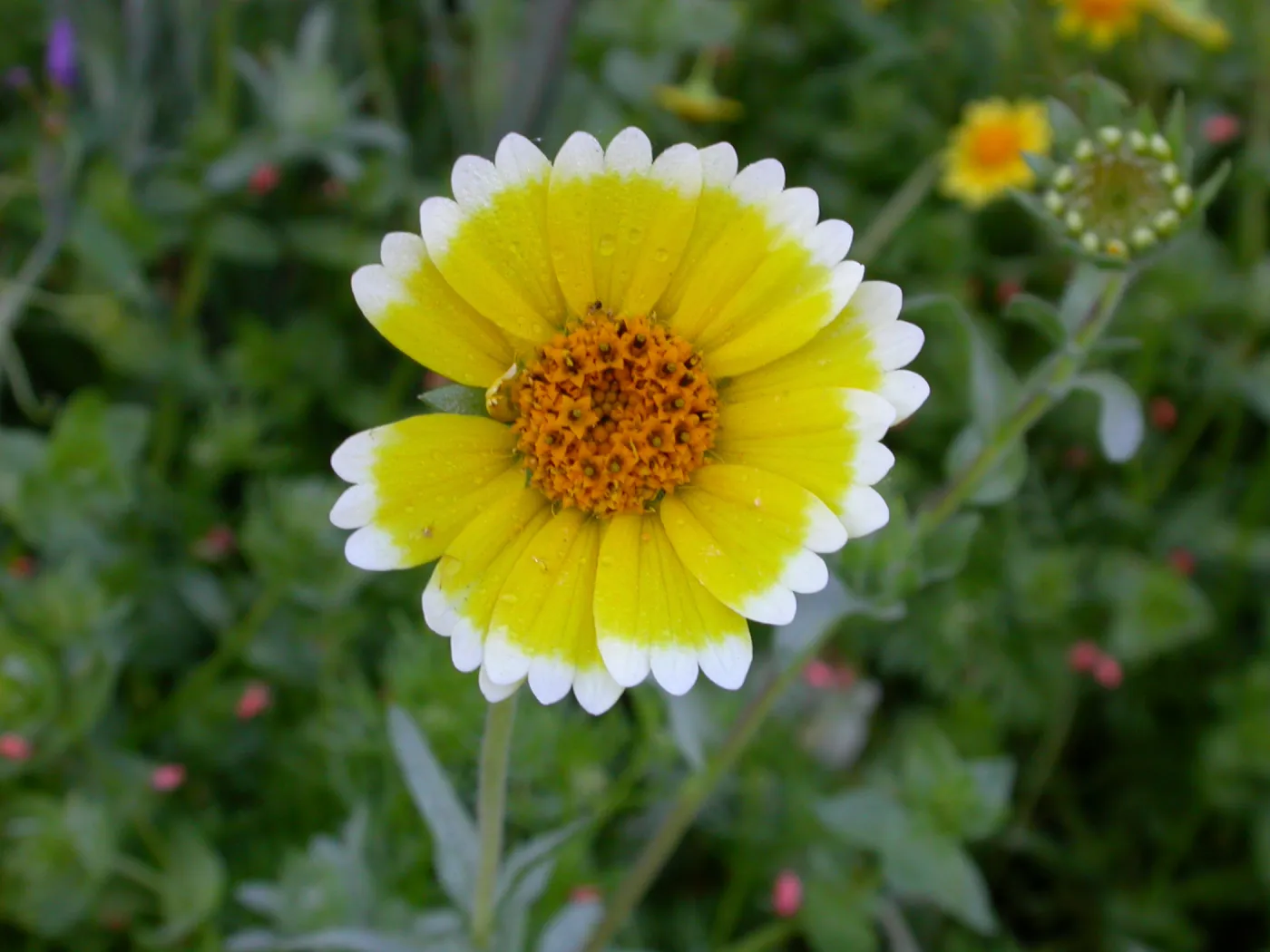 Tidy Tips, Layia platyglossa
