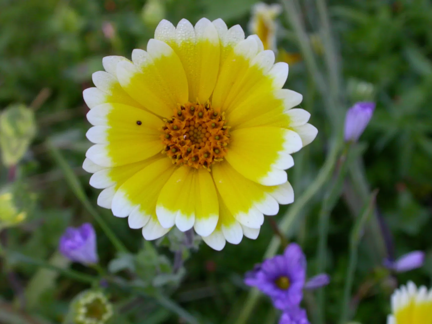 Tidy Tips, Layia platyglossa