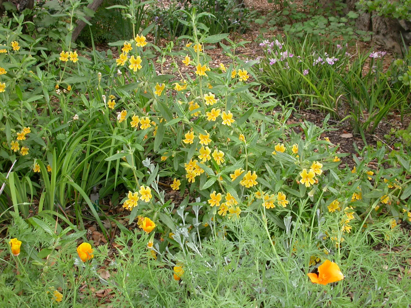 Mimulus aurantiacus, 03-316