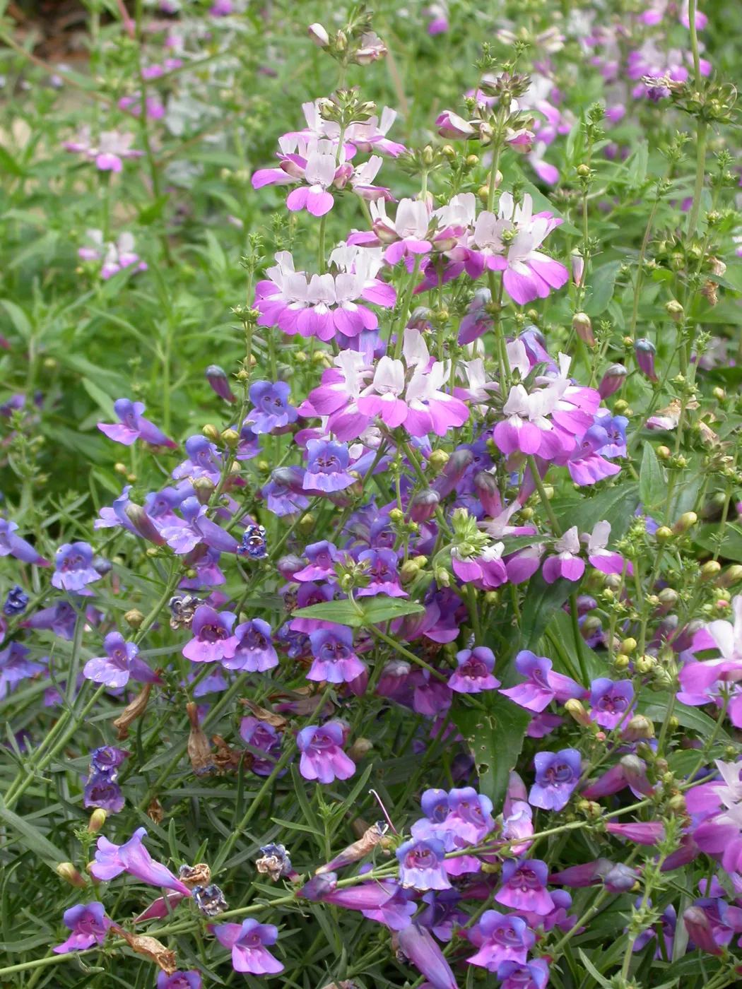 Entrance Wildflowers