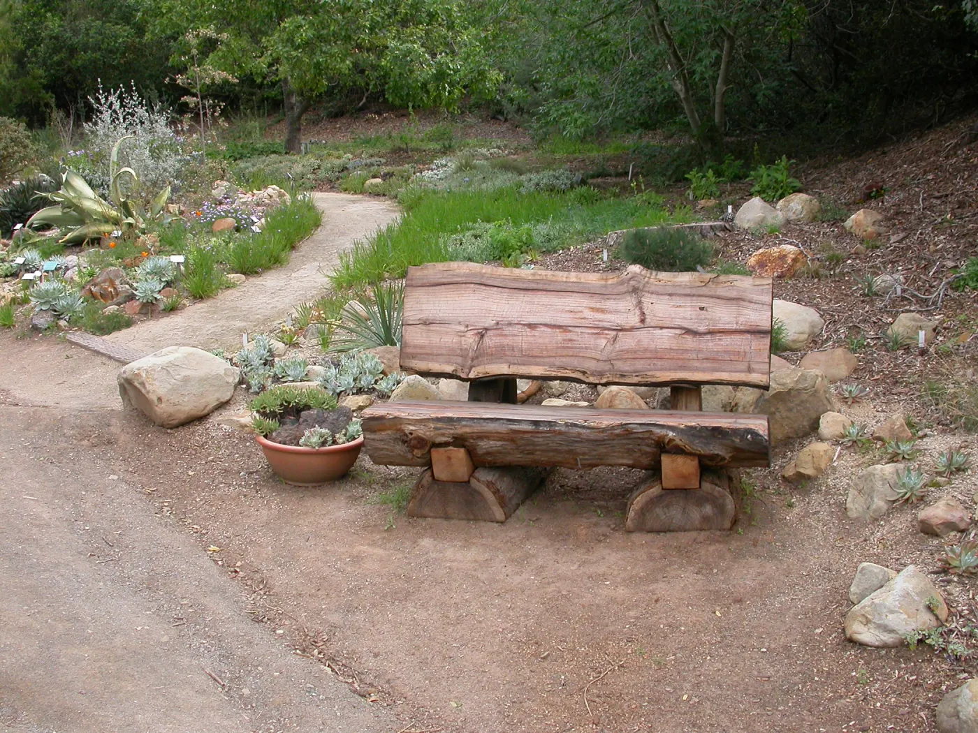 Wood Bench at the Dudleya Display
