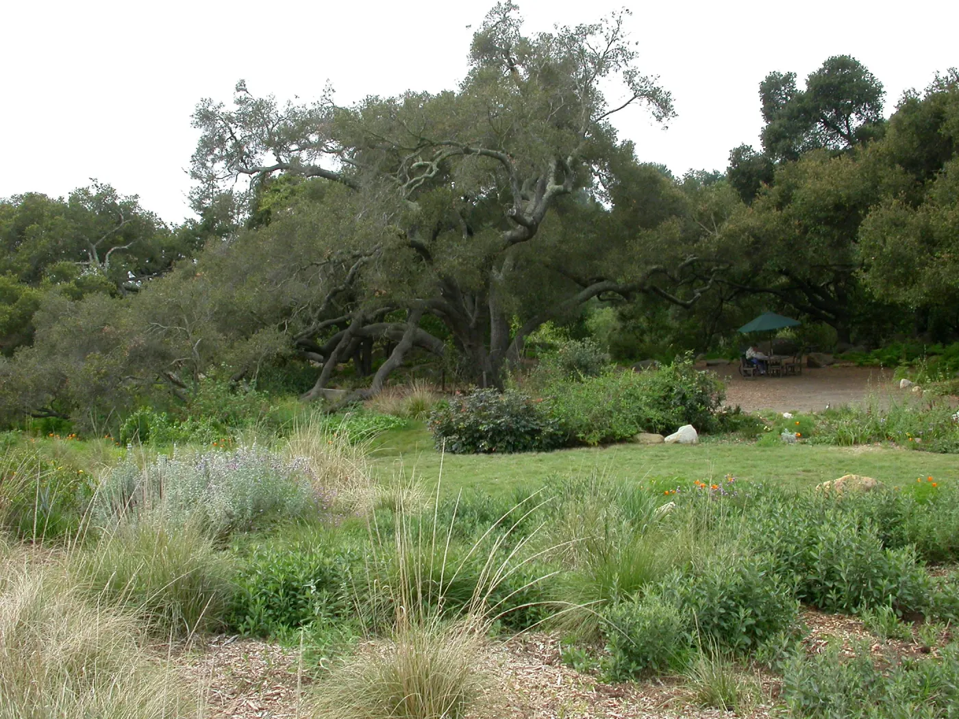 Quercus agrifolia (Coastal Live Oak)Meadow Oaks
