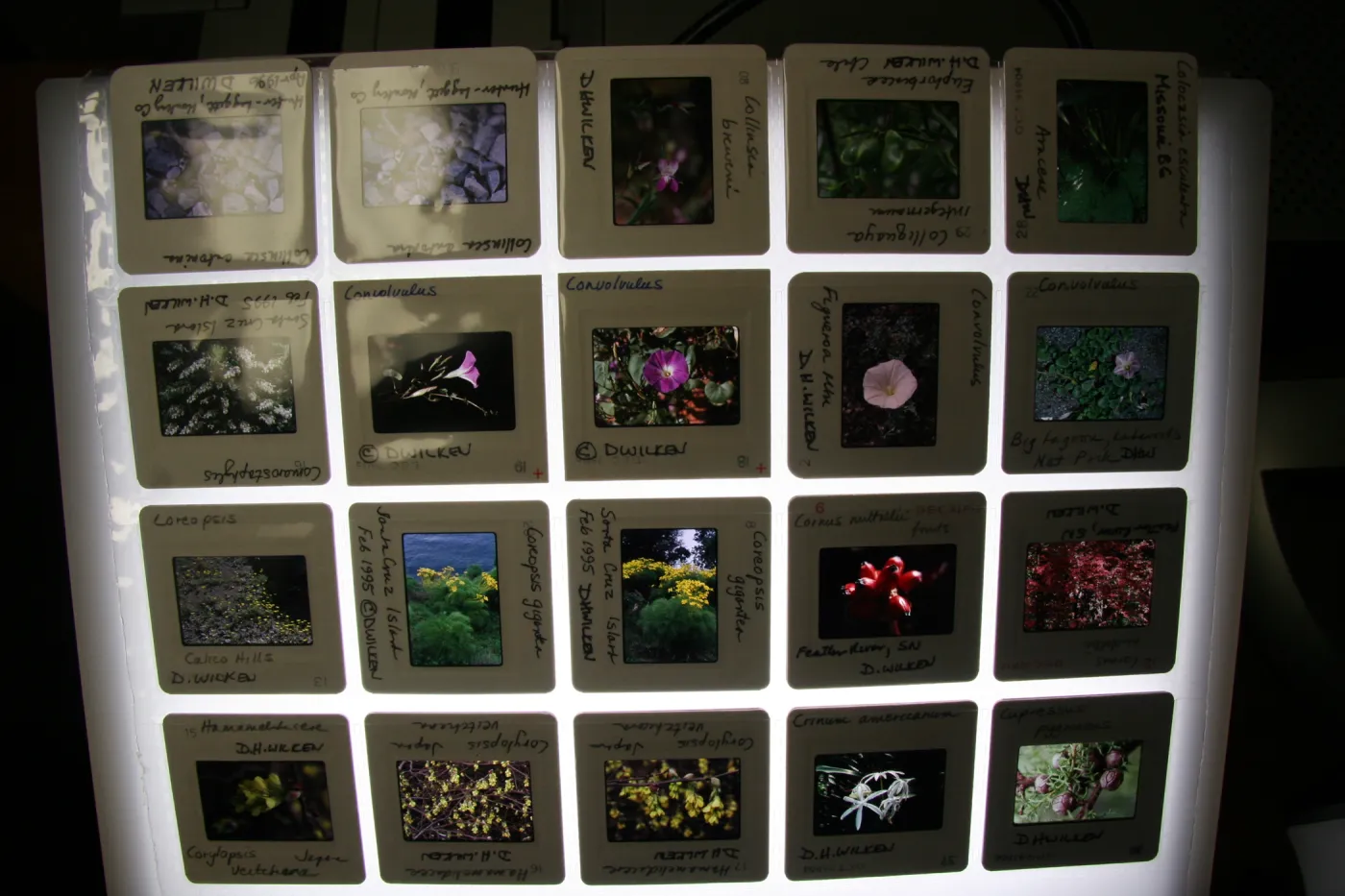 Accessioned slide sheet, IMLS Digital Image Library Project