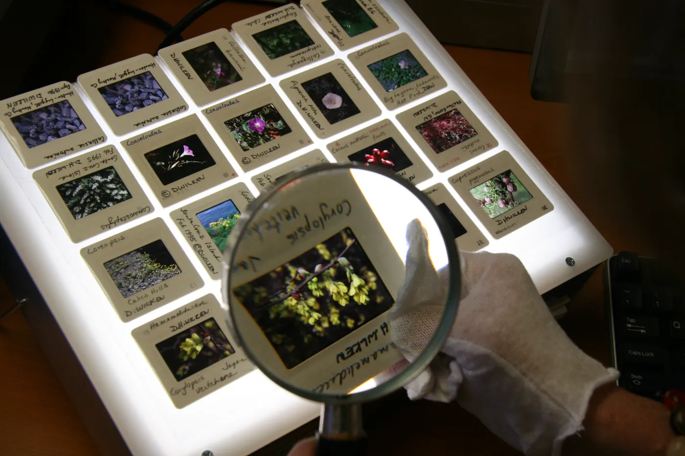 Accessioned slide sheet, IMLS Digital Image Library Project