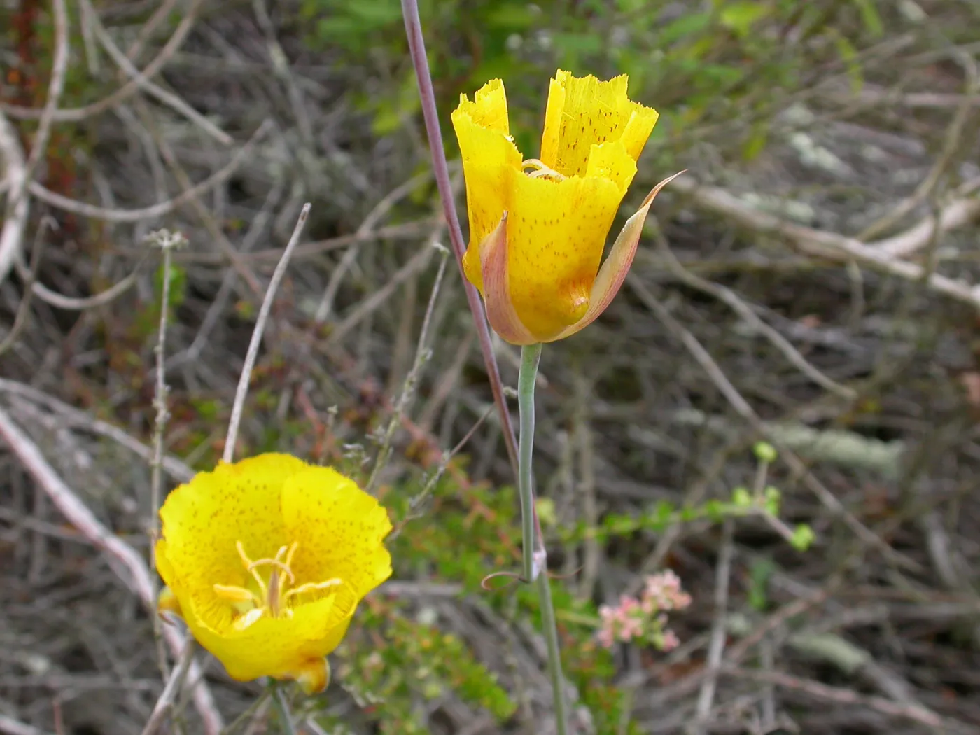 Calochortus weedii weedii, Saxony Road, San Diego County