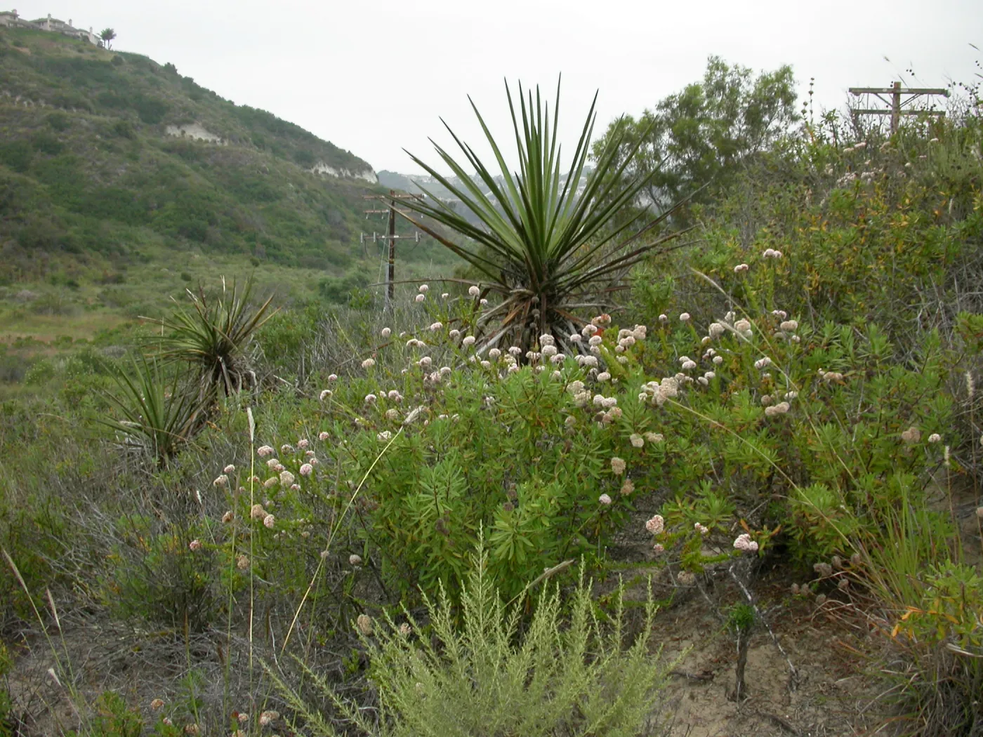 Yucca schidigera, Saxony Road, San Diego County