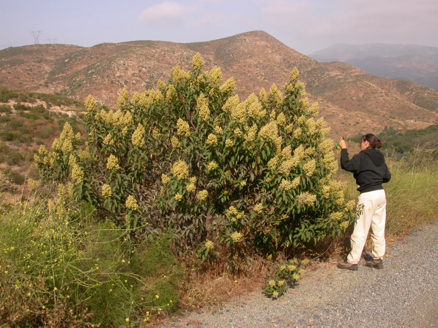Malosma laurina. Otay Mountain, San Diego Couny