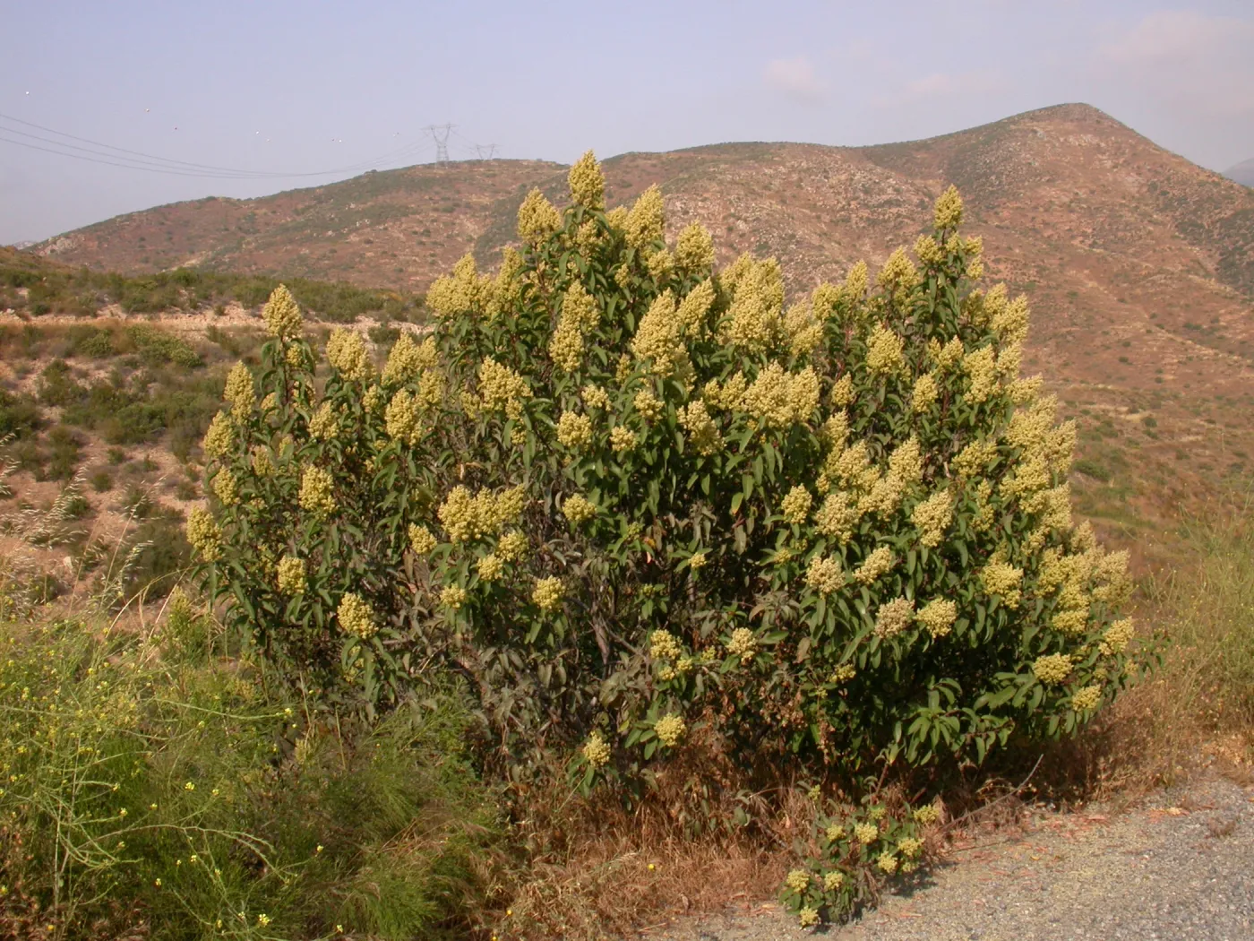 Malosma laurina. Otay Mountain, San Diego Couny