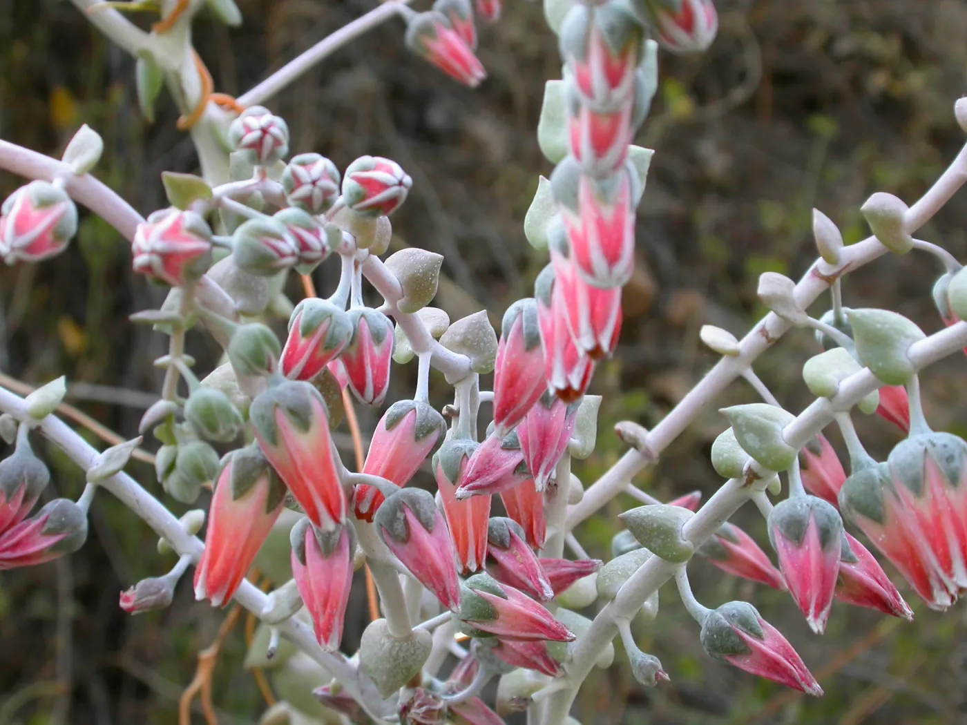 Dudleya pulverulenta, Otay Mountain, San Diego Couny Pinkish flowers