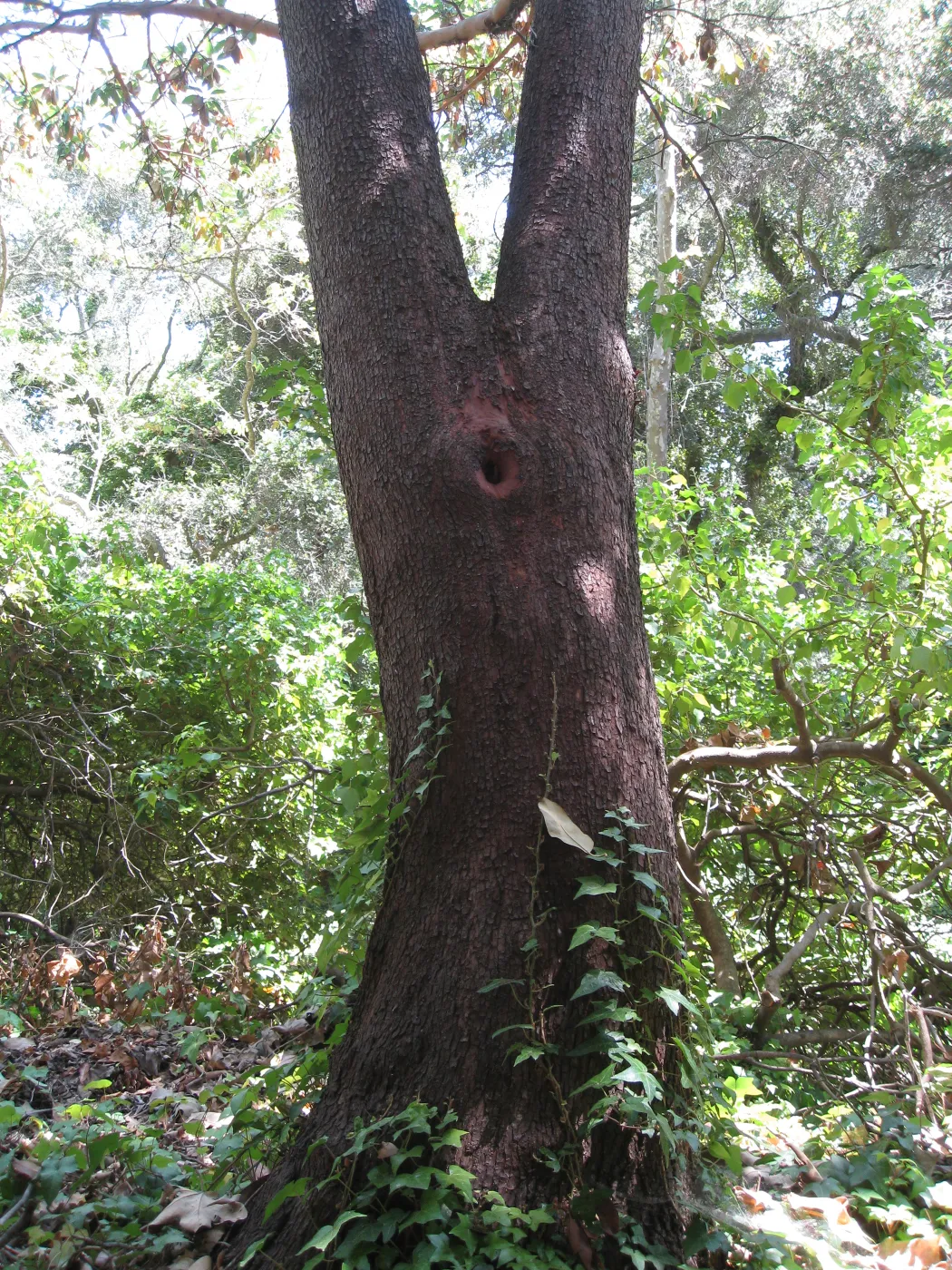 Madrone at Guild House