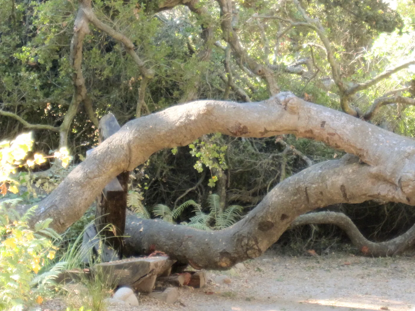 Fallen Oak