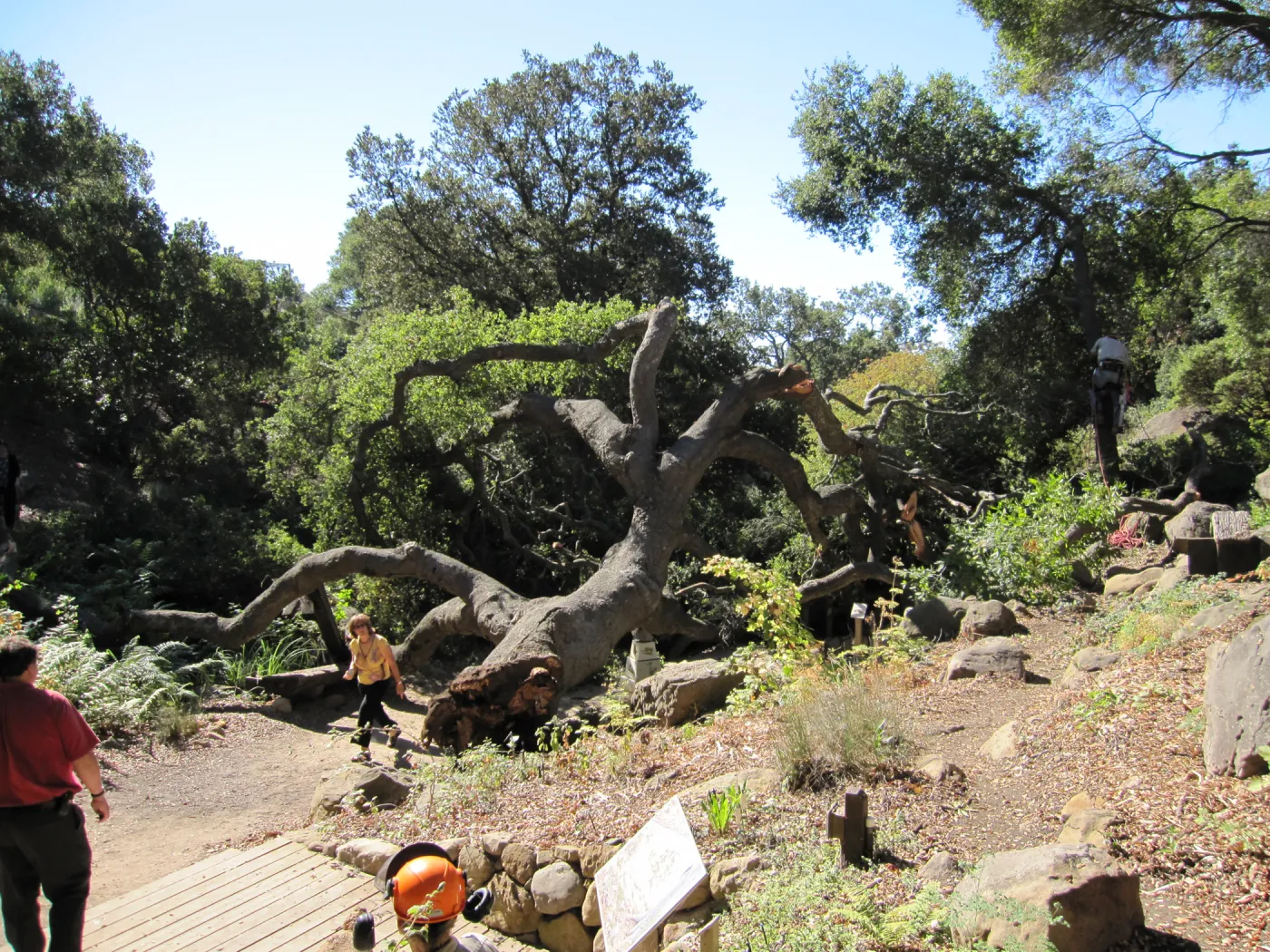 Fallen Oak