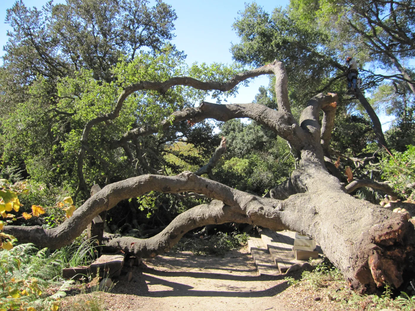 Fallen Oak