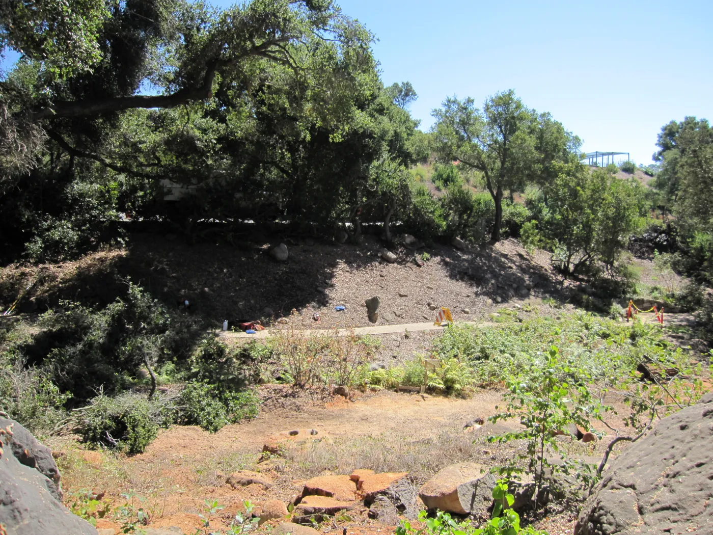 Fallen Oak
