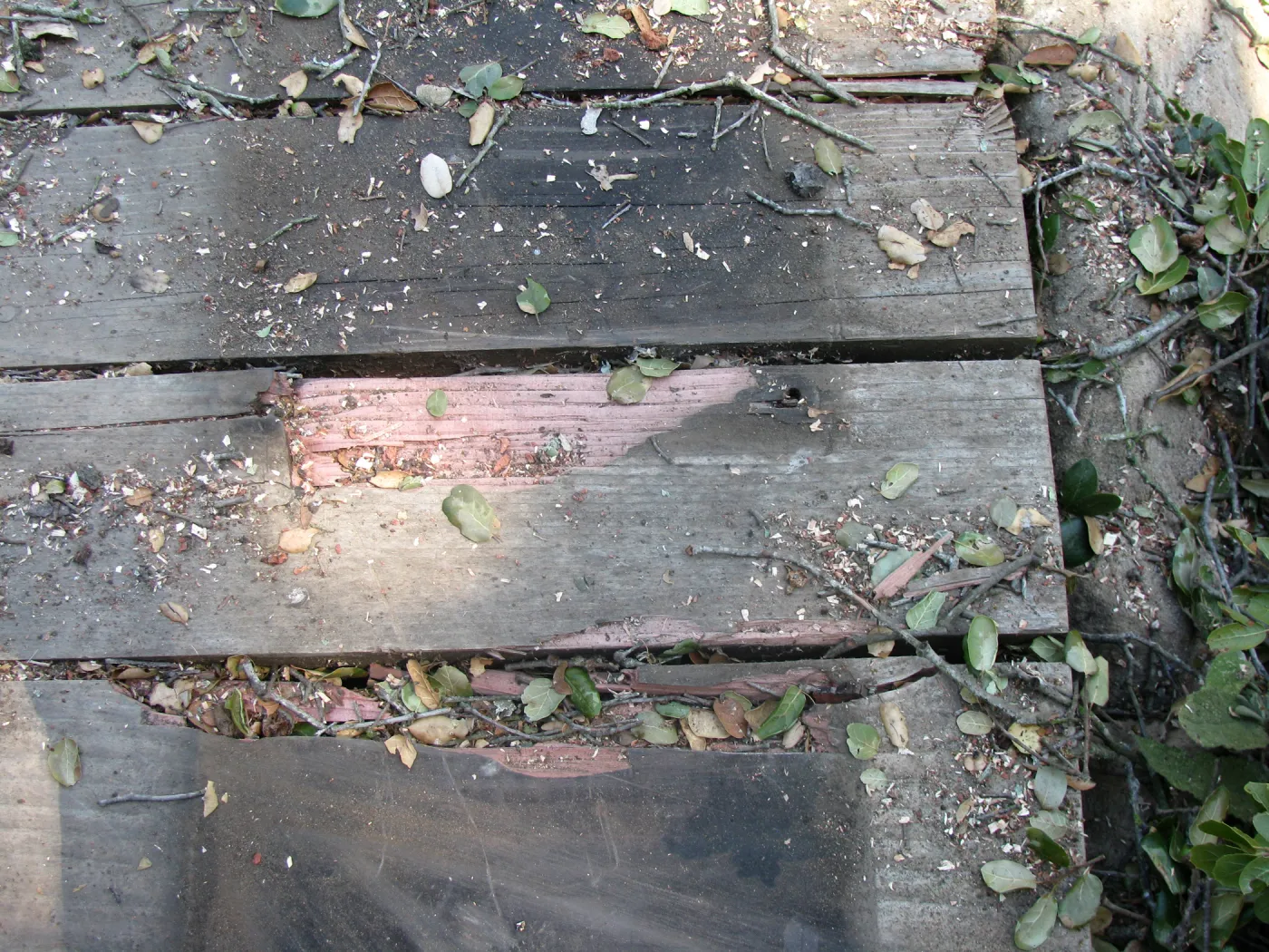 Fallen Oak Damages