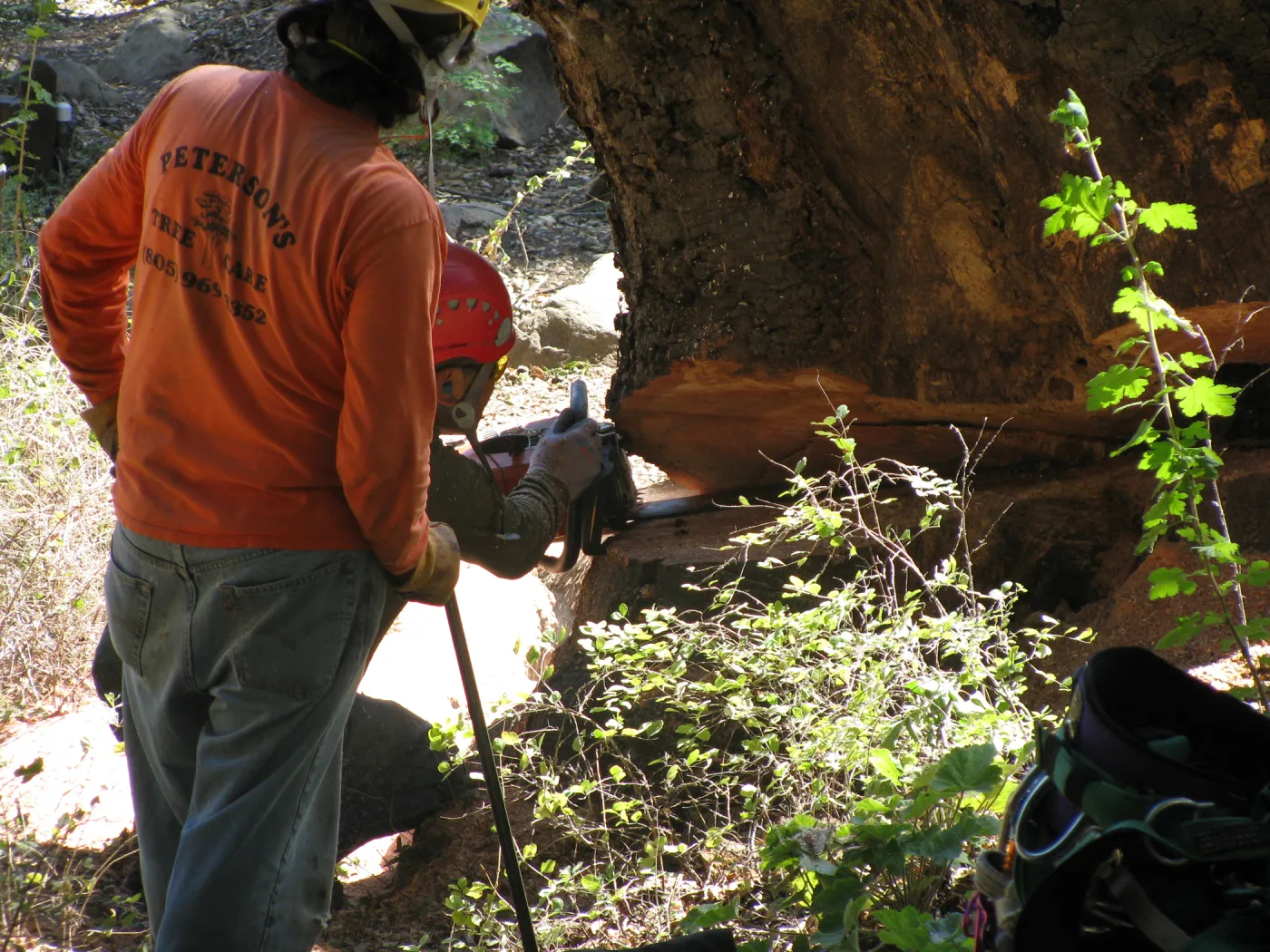 Oak Tree Removal