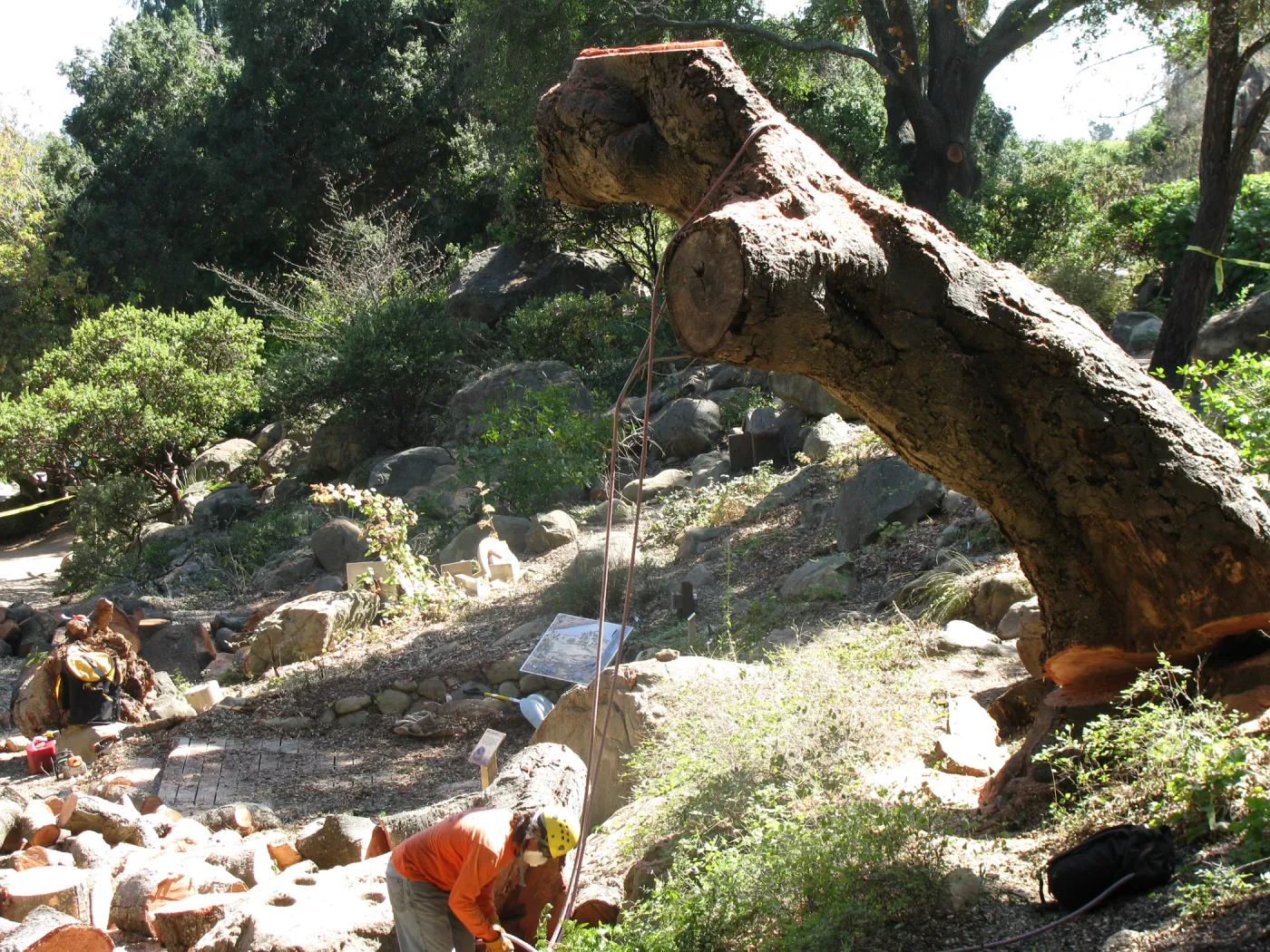 Oak Tree Removal