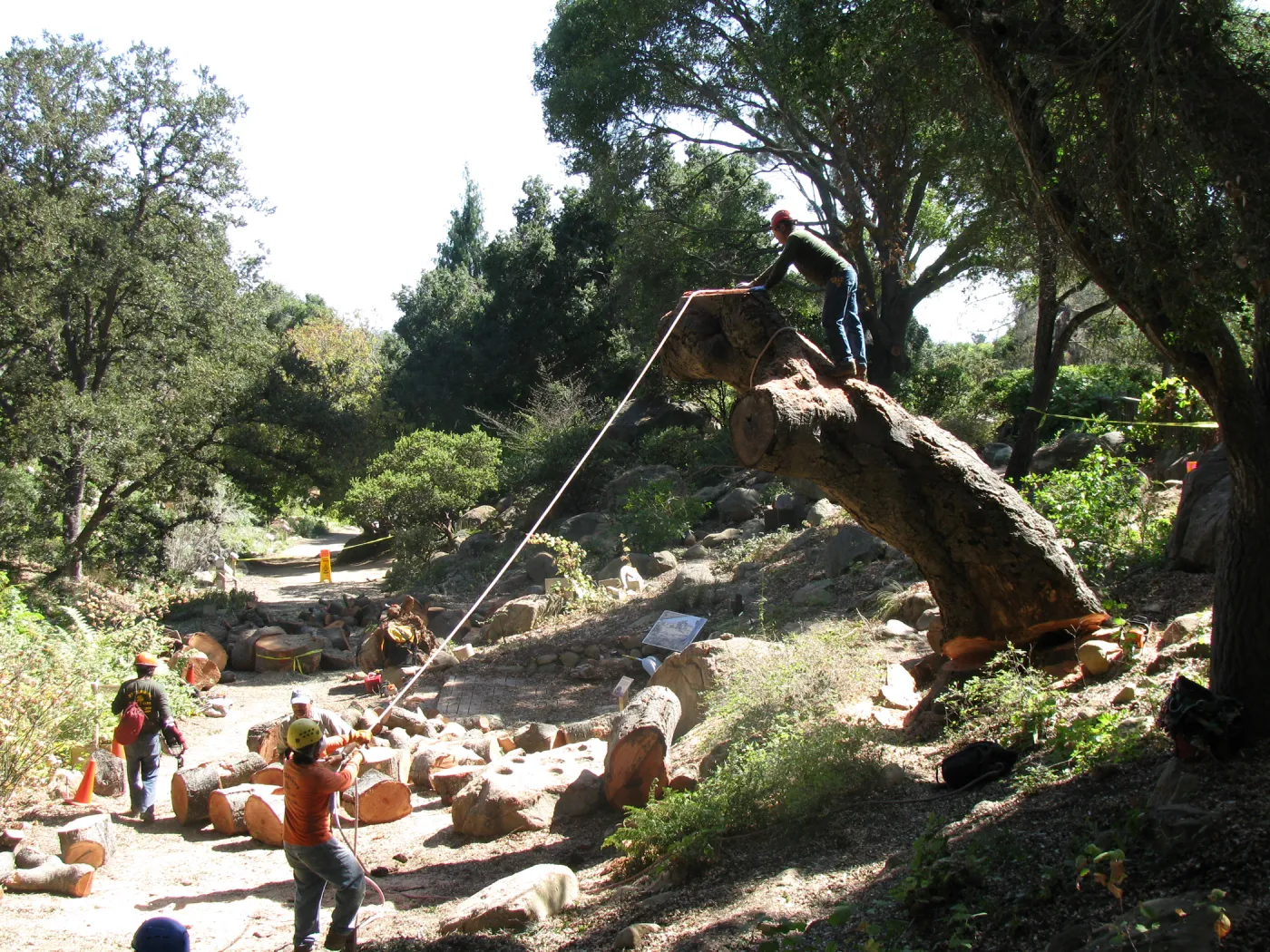 Oak Tree Removal