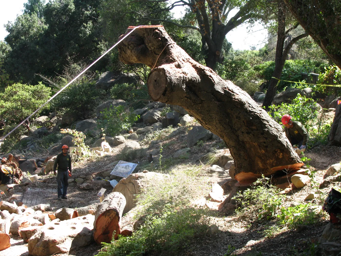 Oak Tree Removal