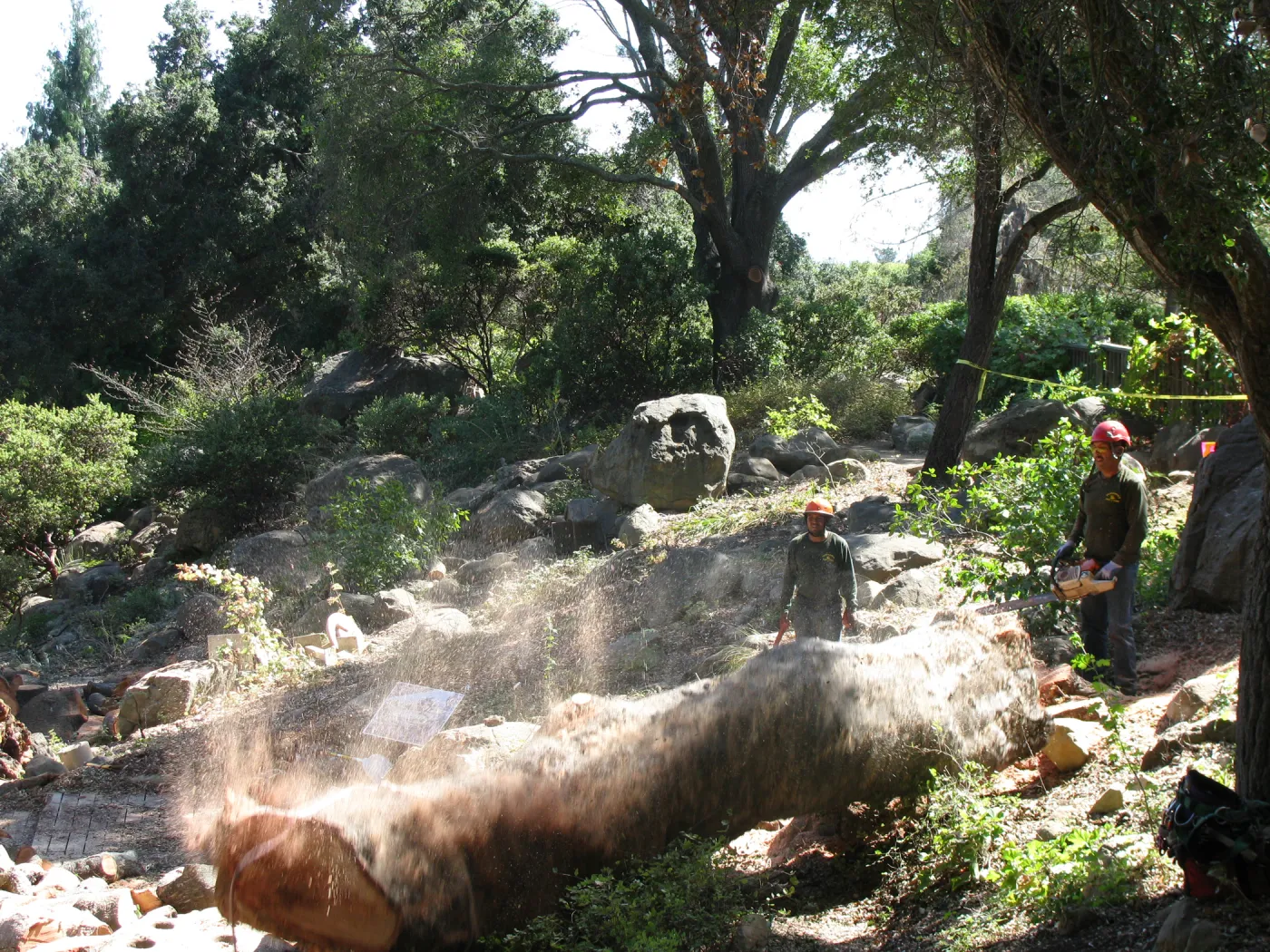Oak Tree Removal