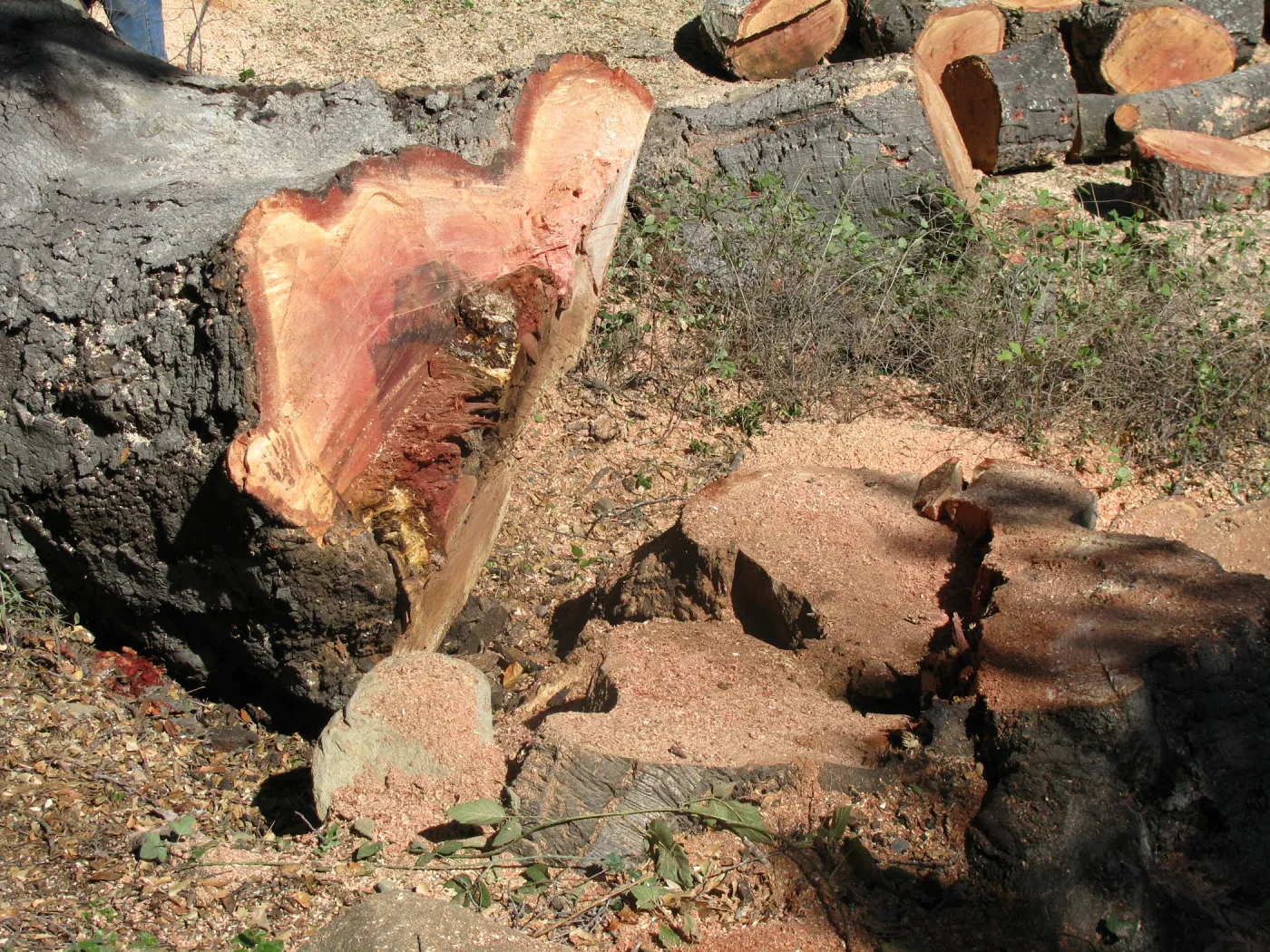 Oak Tree Removal