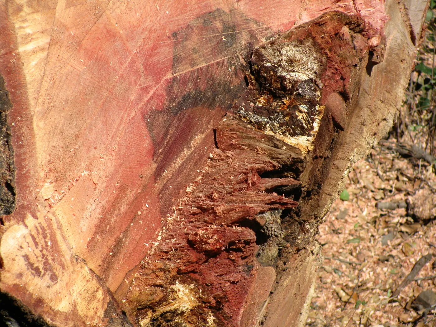 Oak Tree Removal