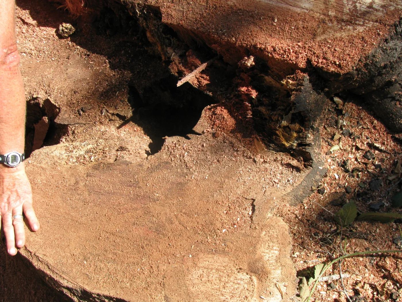 Oak Tree Removal