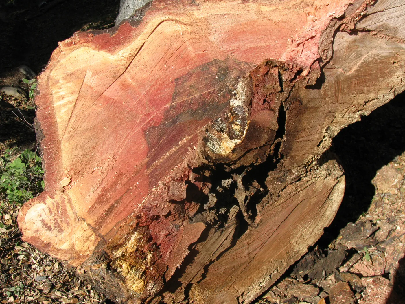 Oak Tree Removal