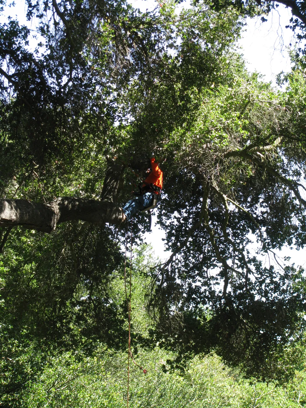 Vegetation Clearing