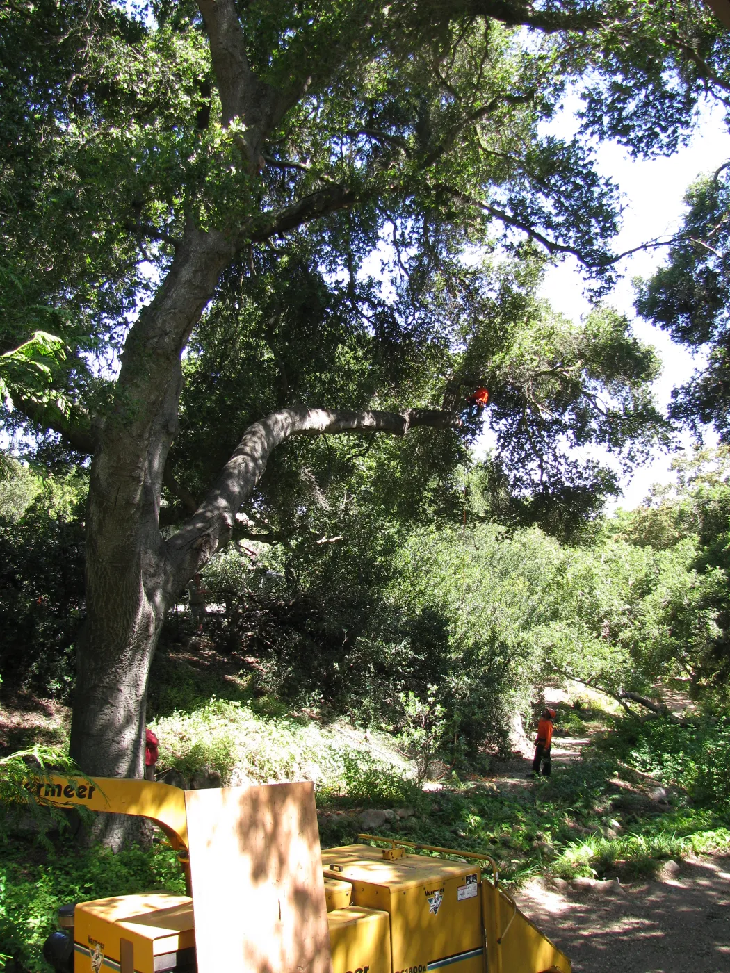 Vegetation Clearing
