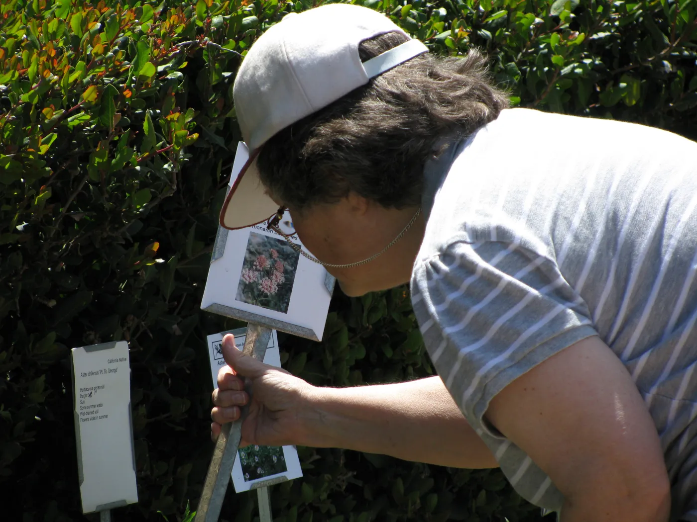 Volunteer, Spring Plant Sale 2010