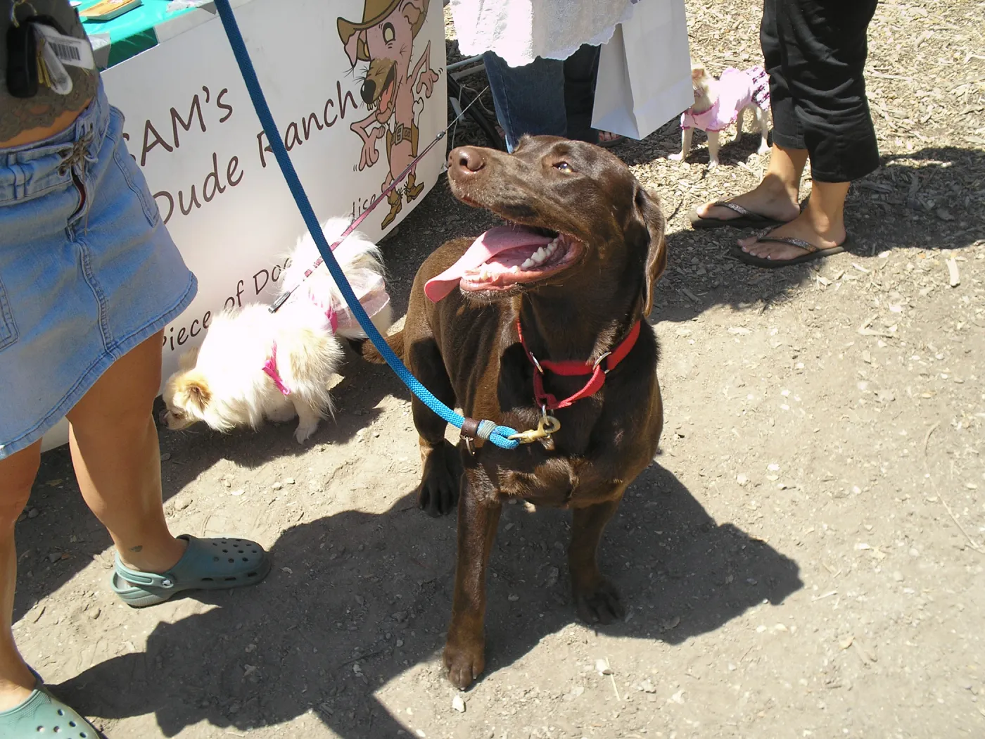 Doggie Bagel Brunch 2009