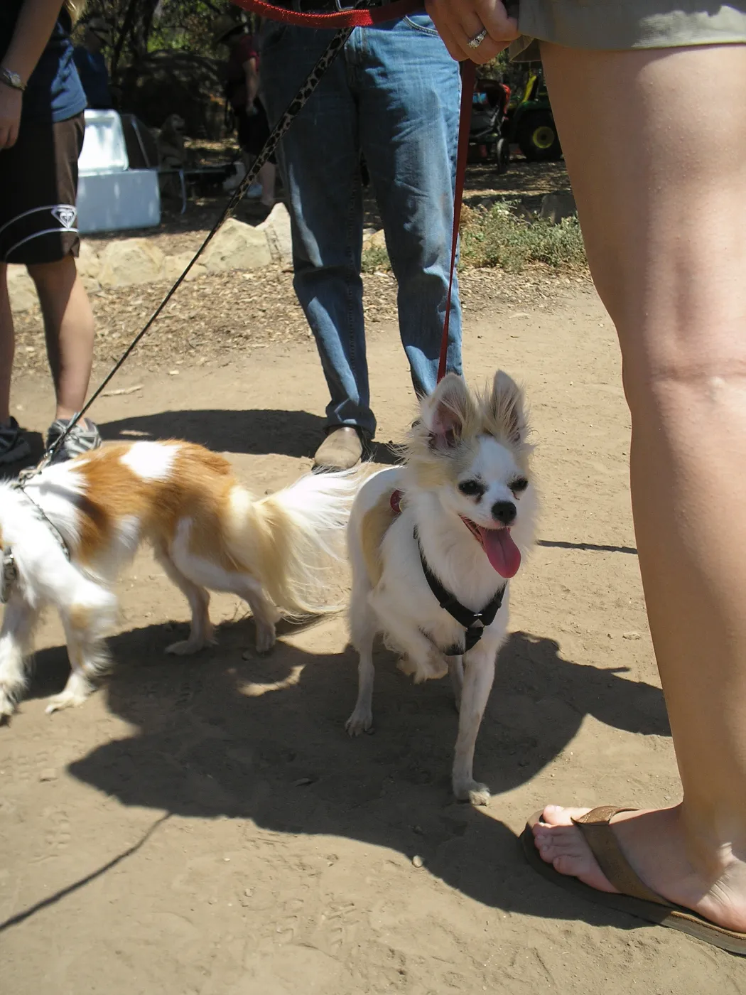 Doggie Bagel Brunch 2009