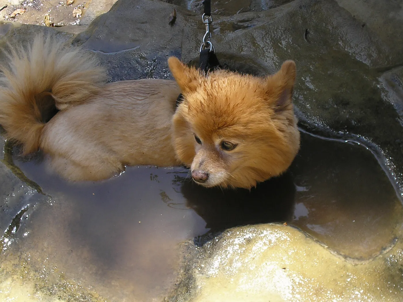 Doggie Bagel Brunch 2009, dog fountain, dog water basin, Meadow Oaks