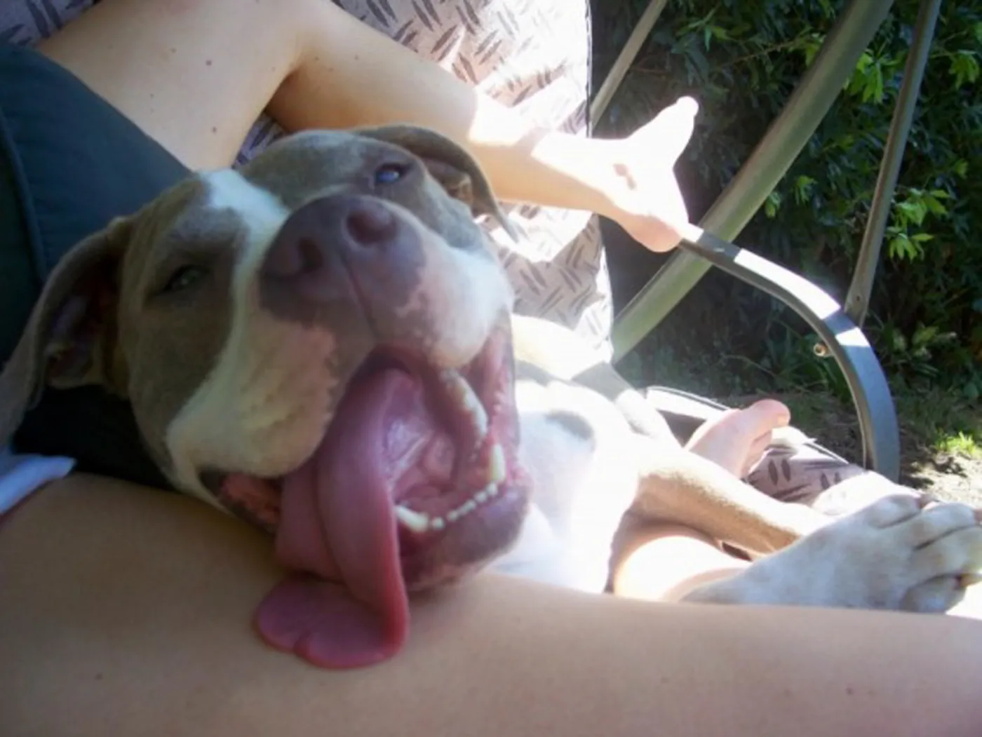 Doggie Photo Contest
