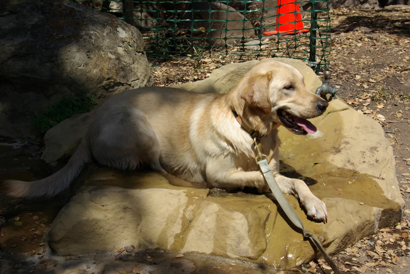 Doggie Bagel Brunch 2009, dog fountain, dog water basin, Meadow Oaks