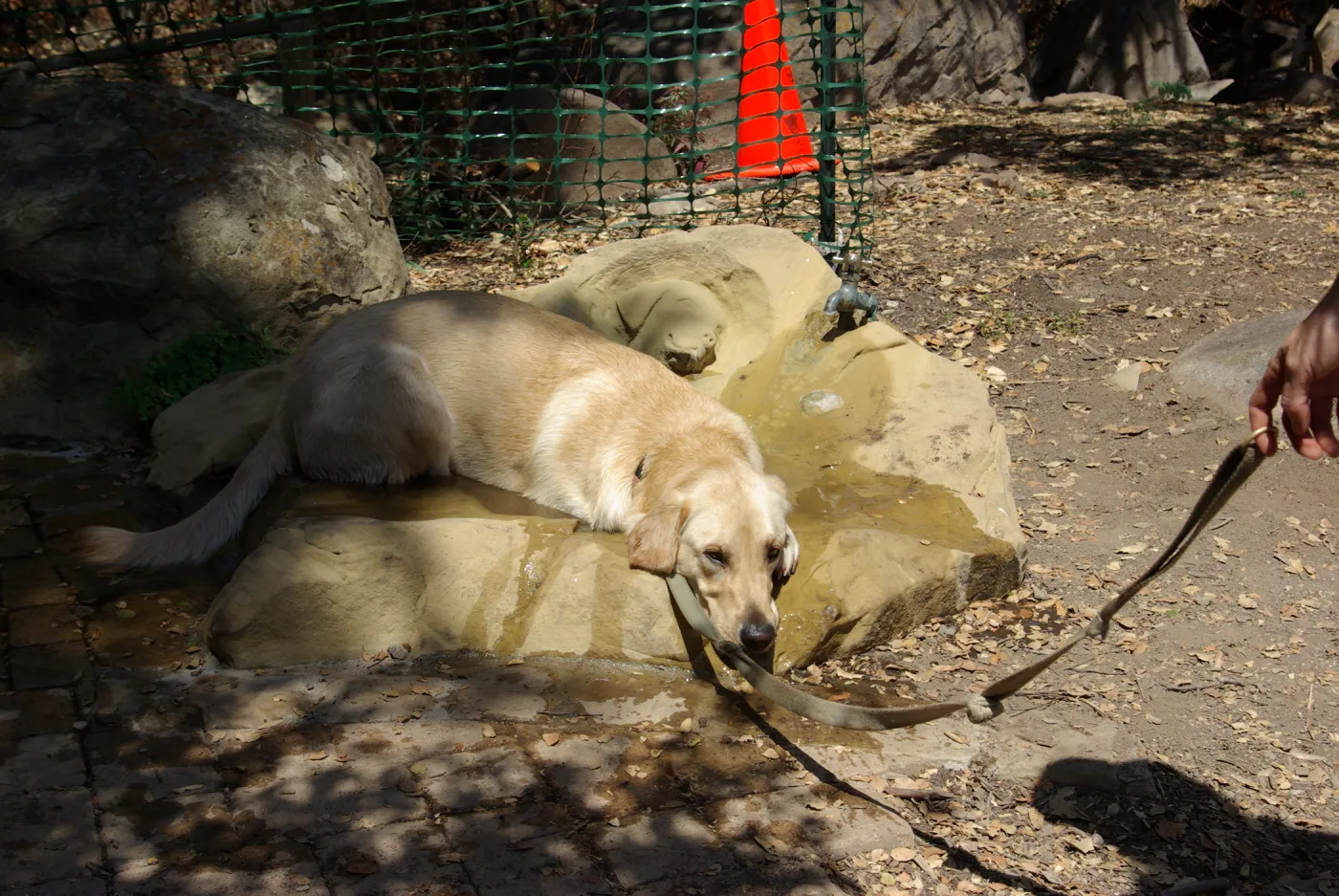 Doggie Bagel Brunch 2009, dog fountain, dog water basin, Meadow Oaks