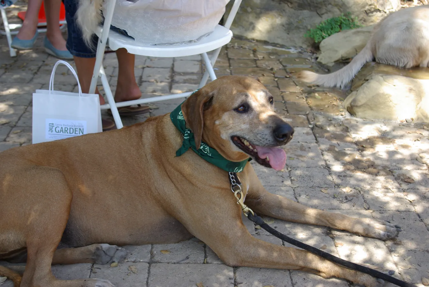 Doggie Bagel Brunch 2009