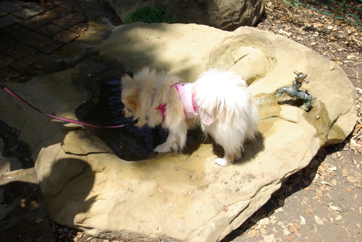 Doggie Bagel Brunch 2009, dog fountain, dog water basin, Meadow Oaks