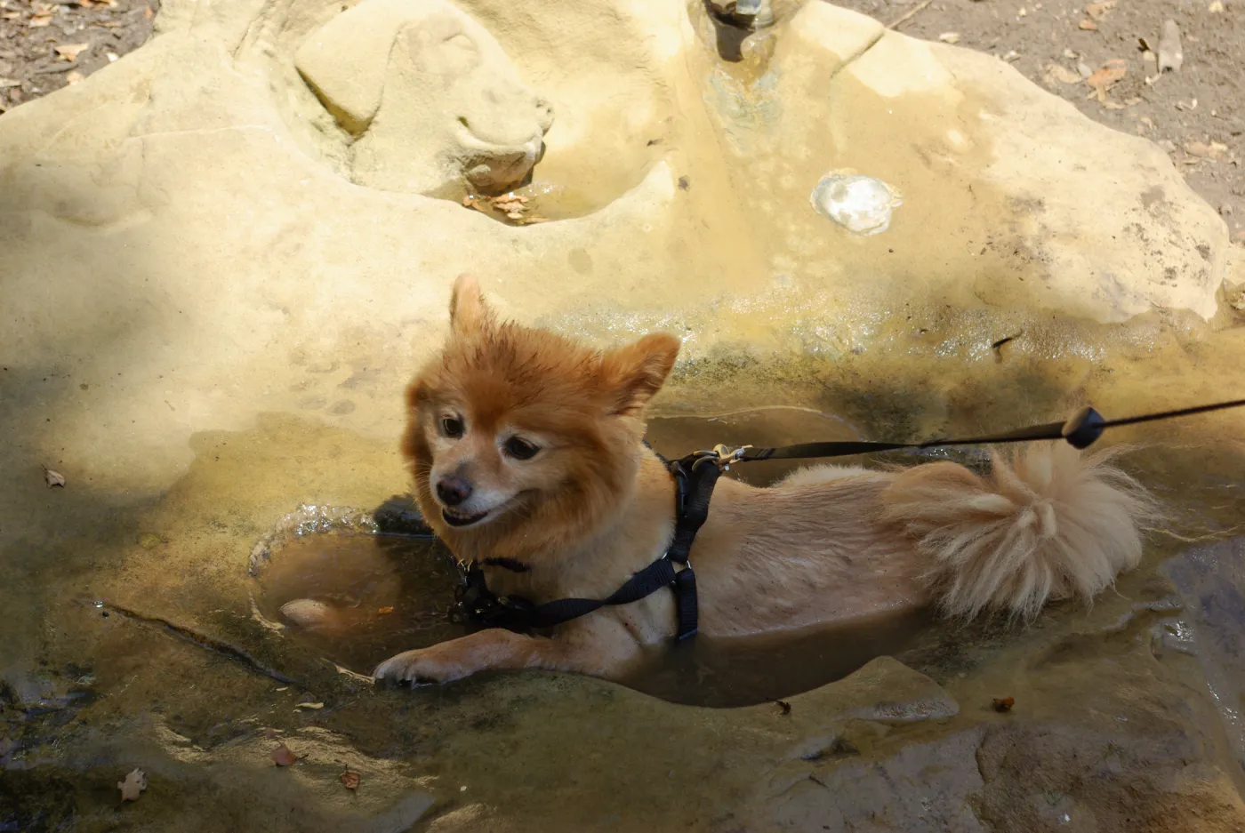 Doggie Bagel Brunch 2009, dog fountain, dog water basin, Meadow Oaks