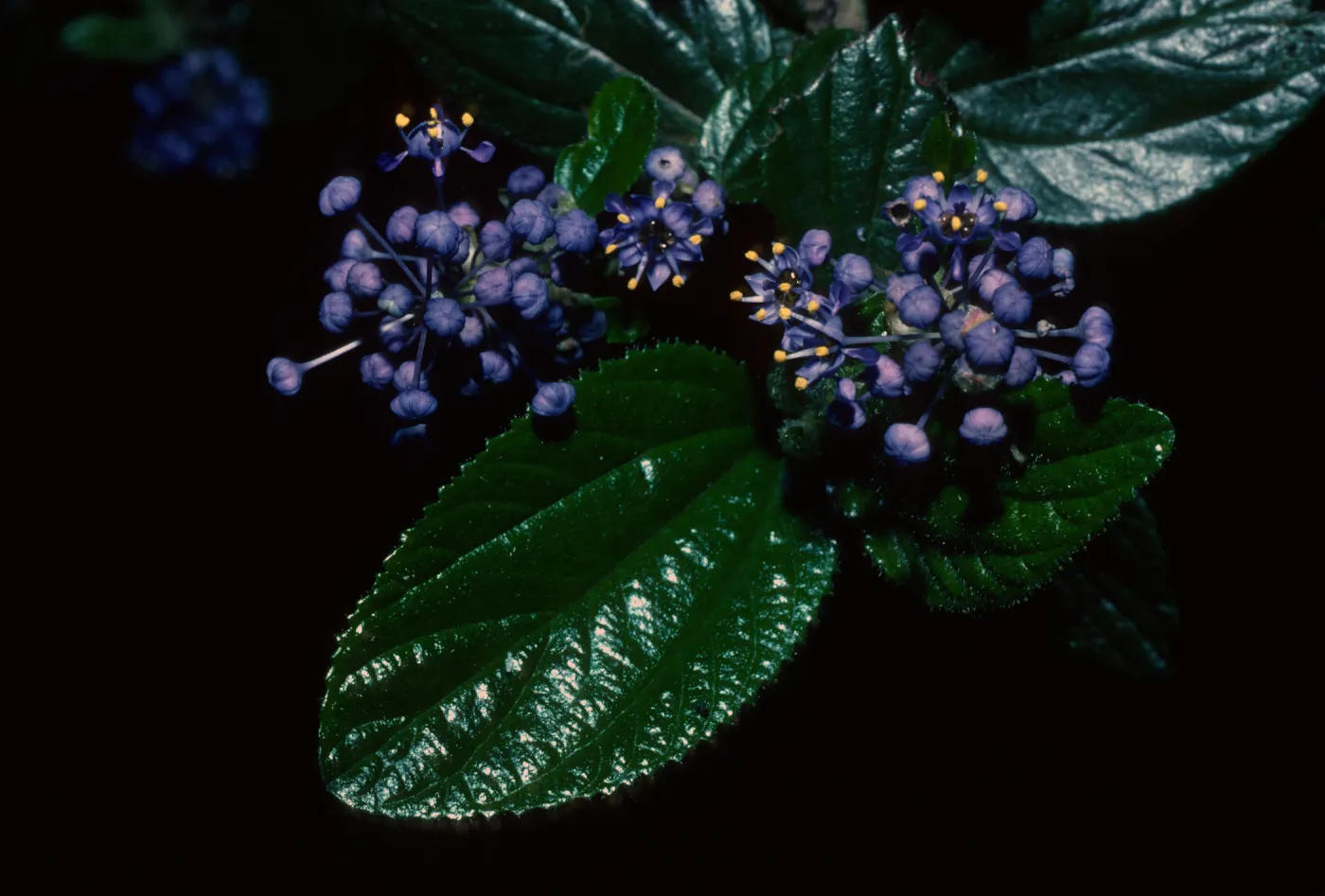 Plants of California Slide Show scans by Mad Systems (Disc 1)
