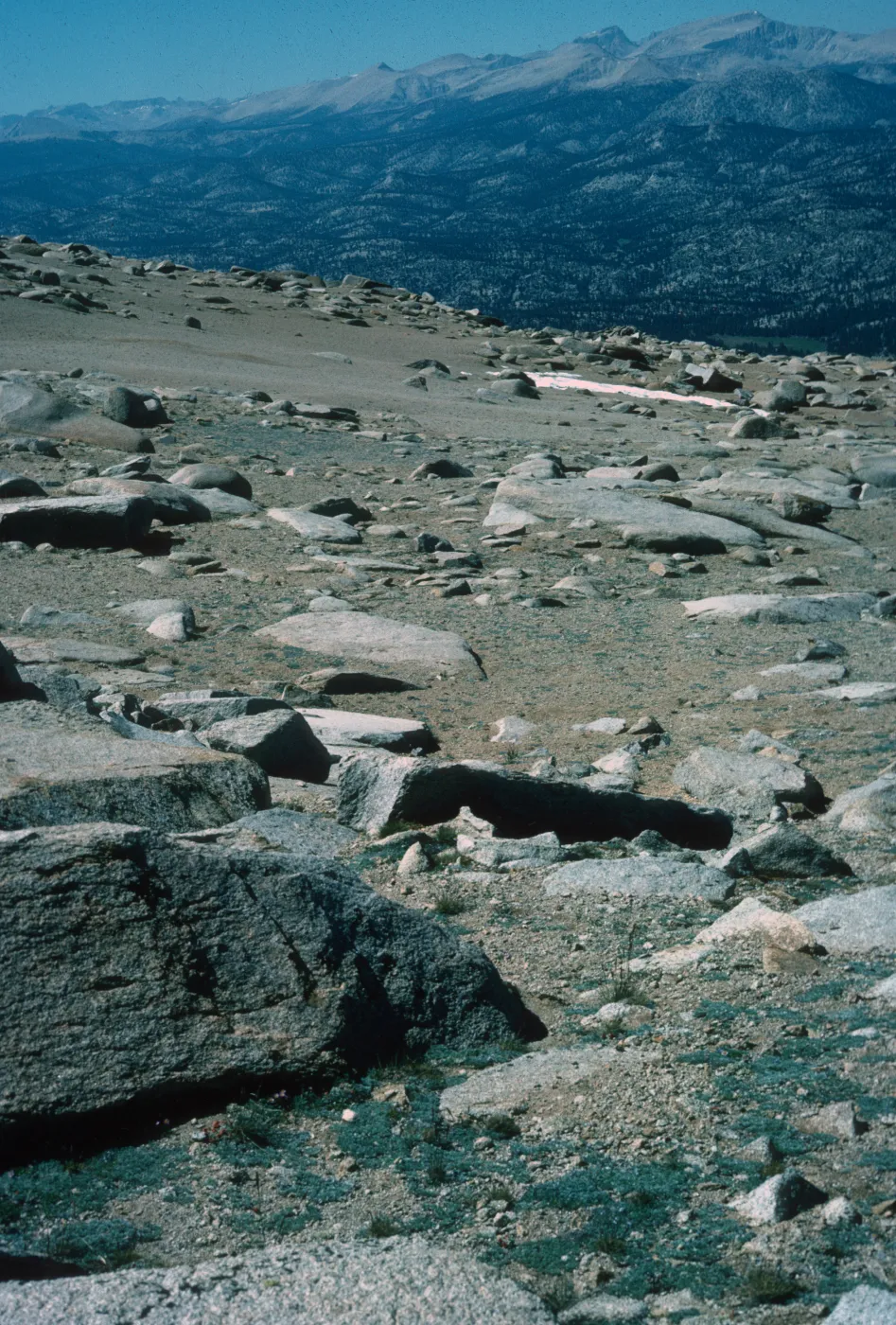 Alpine Fell-Fields, Plants of California Slide Show scans by Mad Systems (Disc 11)