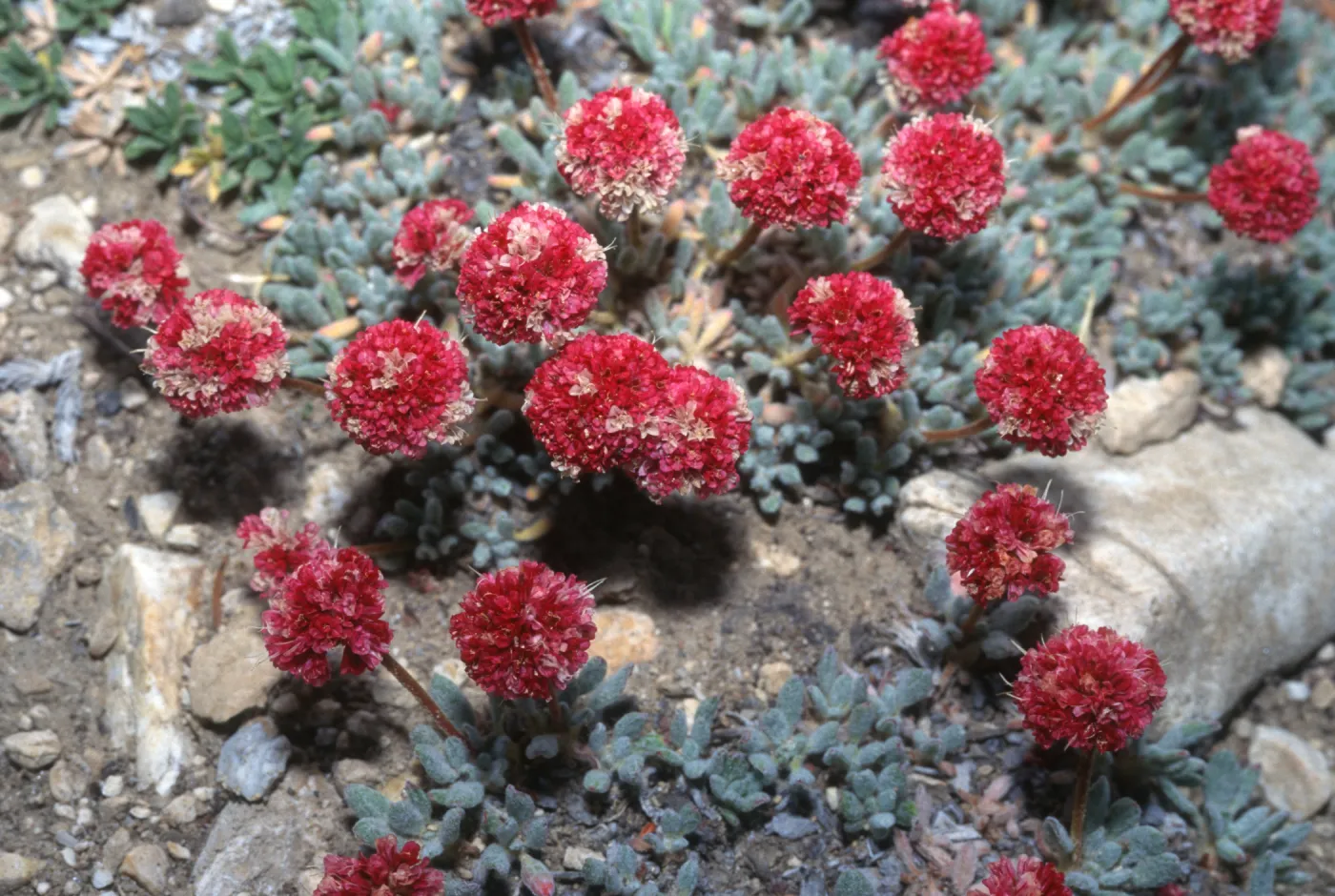 Plants of California Slide Show scans by Mad Systems (Disc 13) (wild buckwheat)