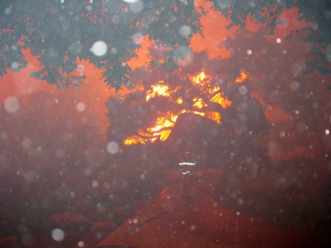 Jesusita Fire in the Garden, taken by a firefighter during the firestorm at SBBG