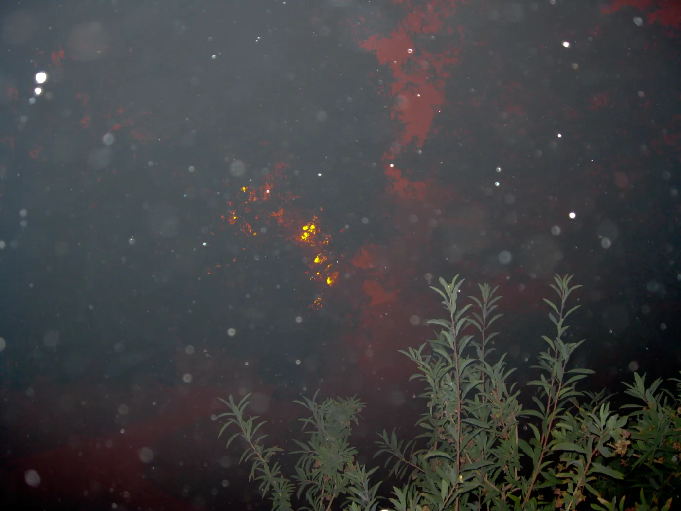 Jesusita Fire in the Garden, taken by a firefighter during the firestorm at SBBG