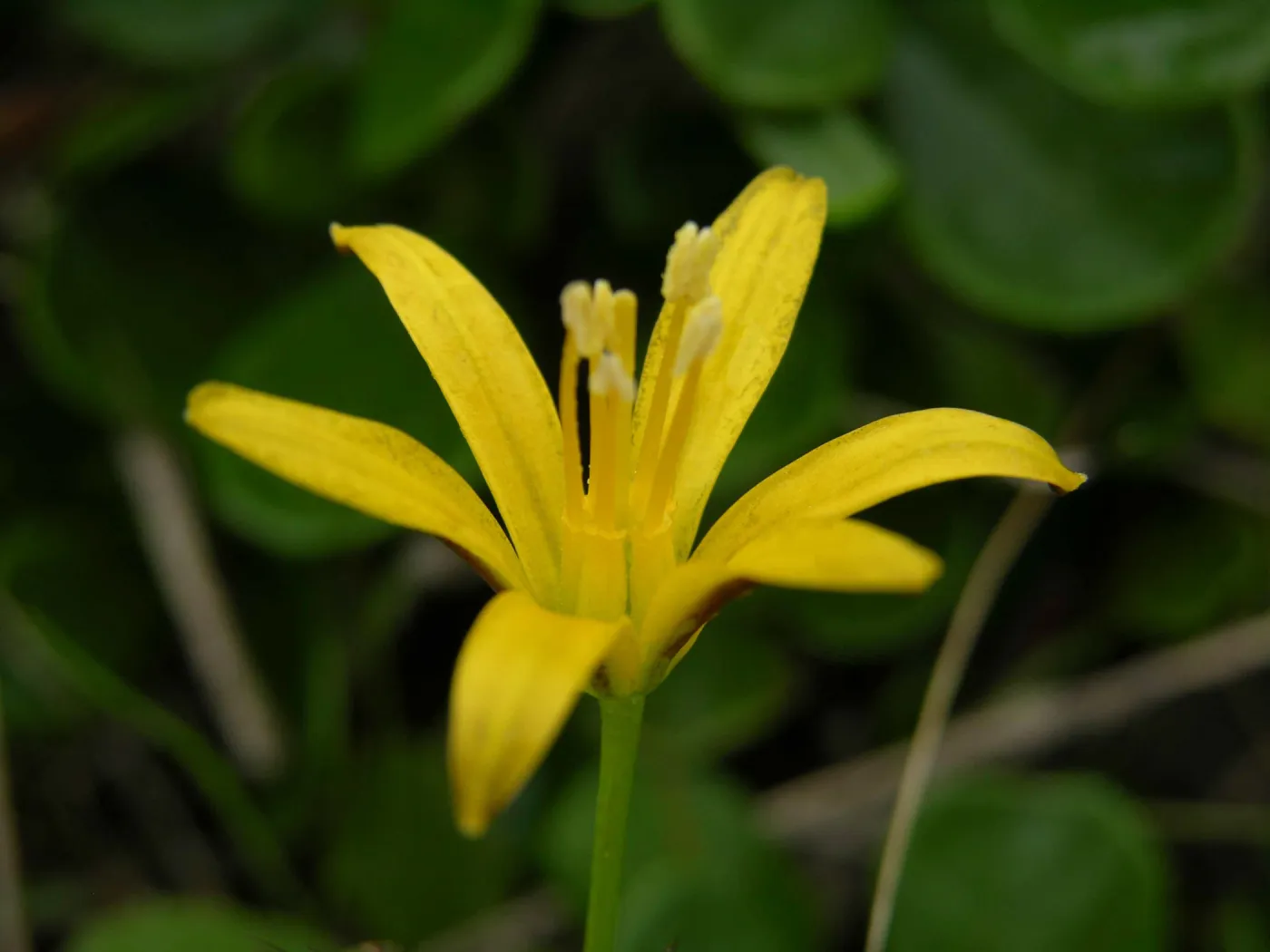 Bloomeria humilis, dwarf golden star, Garden CPC plant